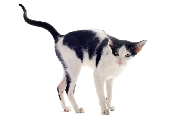 Urinating oriental cat — Stock Photo, Image