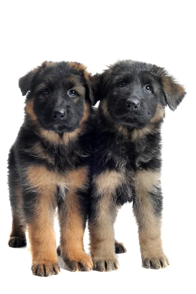 Cachorros pastor alemán — Foto de Stock