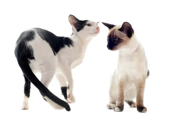 Oosterse en siamese kat — Stockfoto