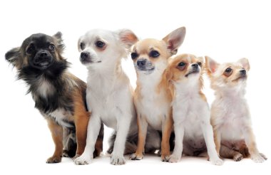 Beş chihuahuas