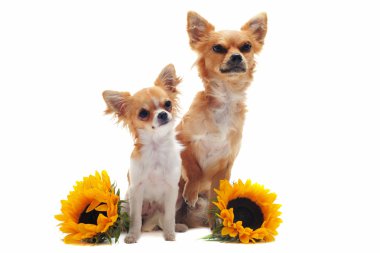 Chihuahua ve ayçiçekleri