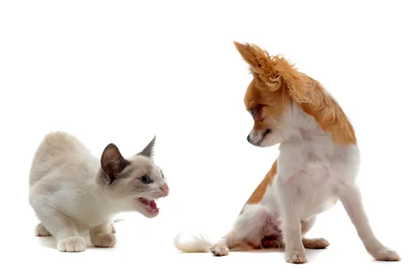Aggressive Katze und Chihuahua — Stockfoto