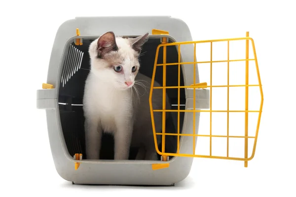 Katje in huisdier vervoerder — Stockfoto