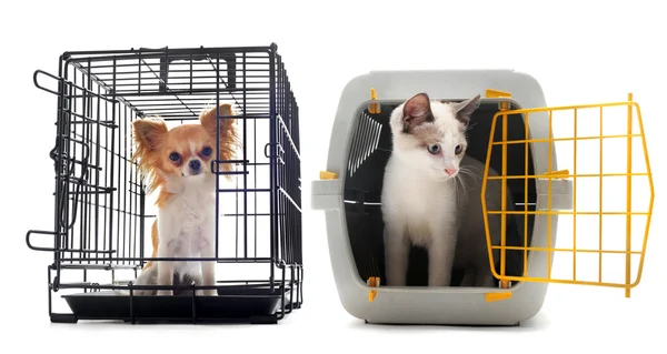 Chihuahua och katt i kennel — Stockfoto