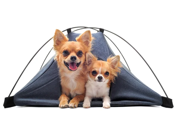 Puppy and adult chihuahuas in tent — Stock Photo, Image
