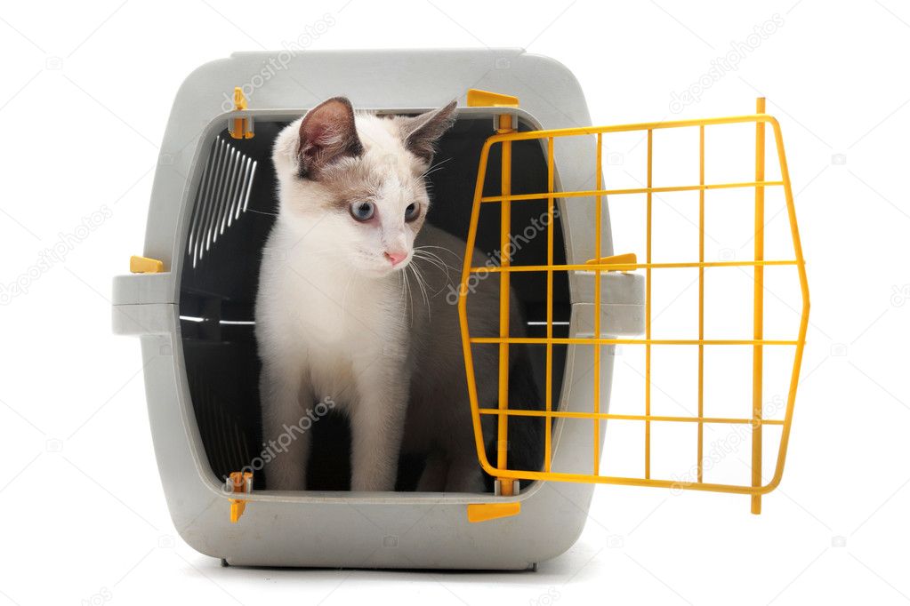 Kitten in pet carrier