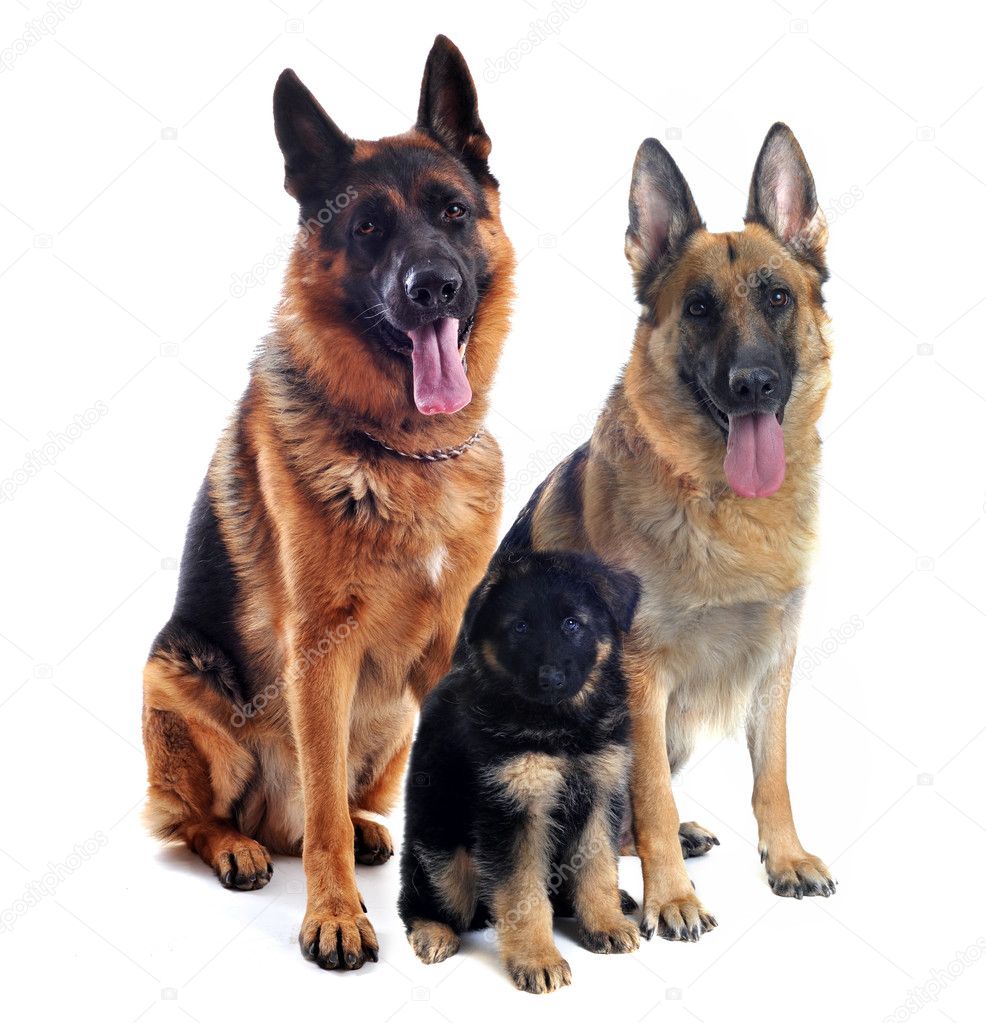 German shepherds and puppy