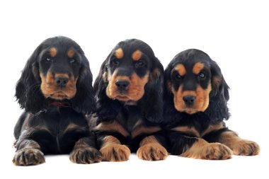 Puppies english cocker clipart