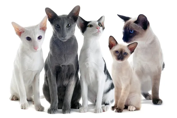stock image Oriental and siamese cats