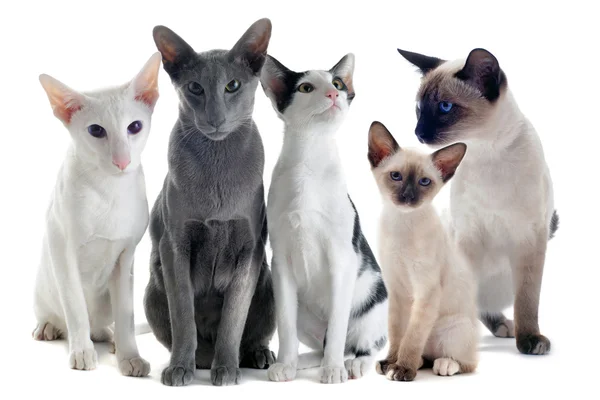 Orientalische und siamesische Katzen — Stockfoto