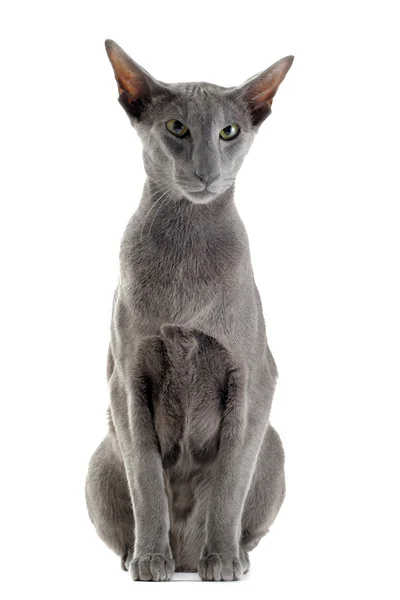 Szary kot orientalny — Zdjęcie stockowe