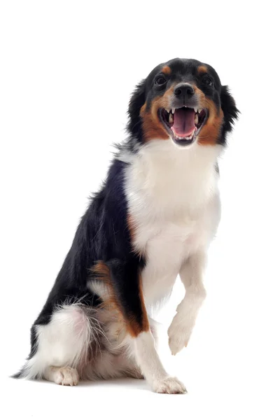 Cão sorridente — Fotografia de Stock