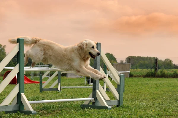 Złoty pies myśliwski w agility — Zdjęcie stockowe