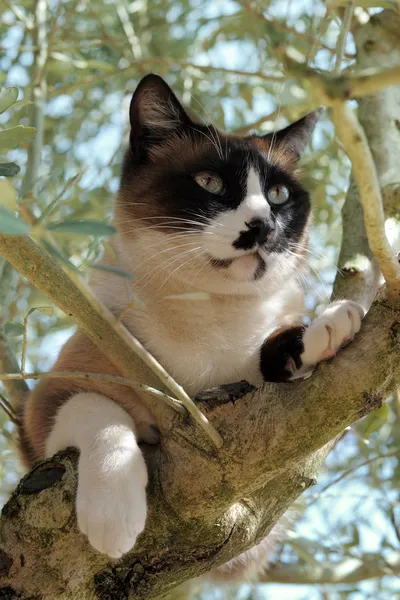 Siamese Cat in a tree — Stock Photo, Image