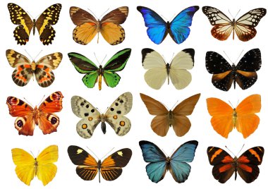 Colorfull butterfly clipart