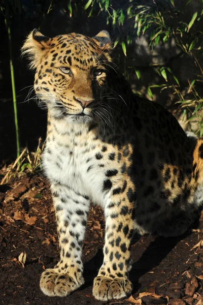 Amur leopard — Stock Photo, Image