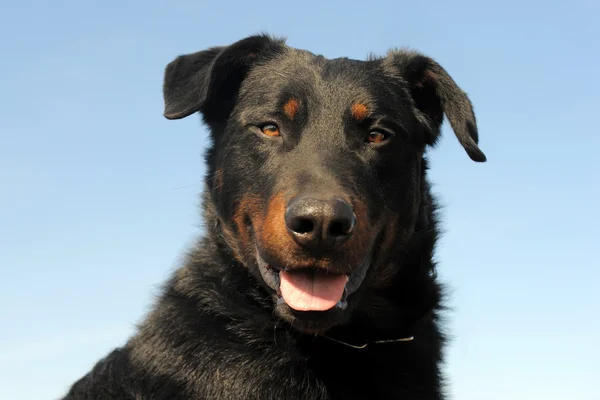 Französischer Hirte — Stockfoto