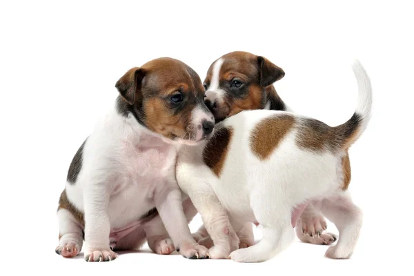 Welpen Jack Russel Terrier — Stockfoto