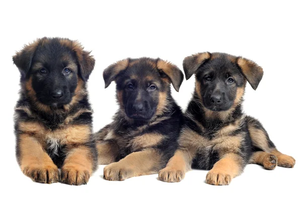 Puppies Duitse herders — Stockfoto