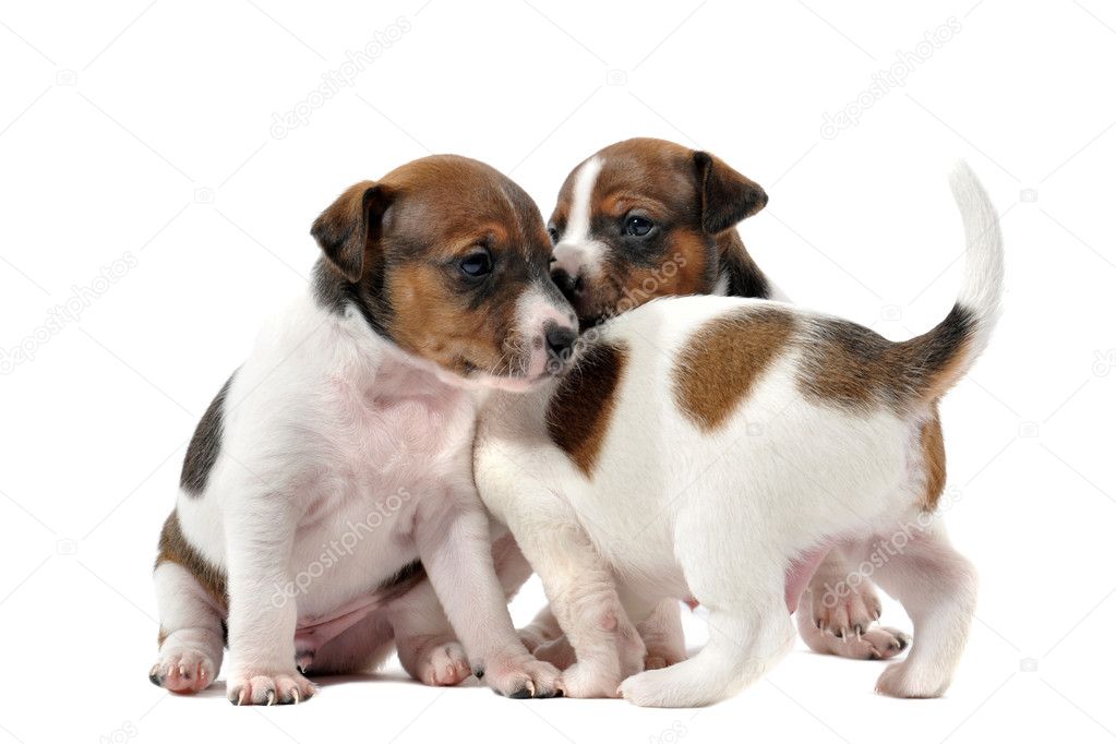 Puppies jack russel terrier