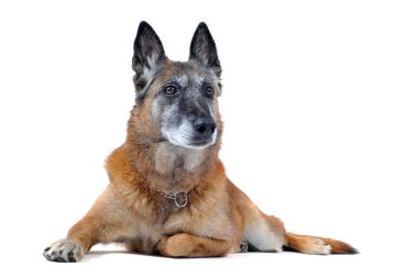 Old malinois clipart