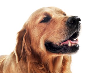 Golden retriever clipart