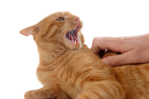 Gato de gengibre agressivo — Fotografia de Stock