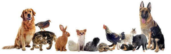 Kedvtelésből tartott állatok csoportja Stock Fotó