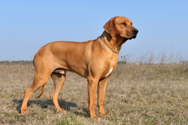 Rhodesian ridgeback clipart