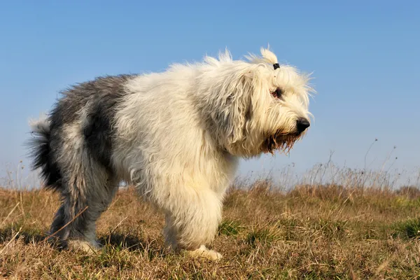 Vieux chien de berger anglais — Photo