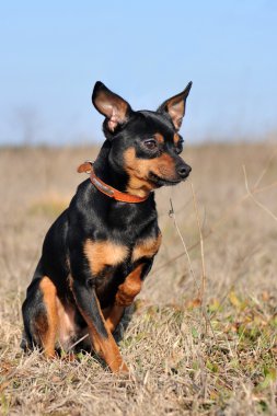 Minyatür pinscher.