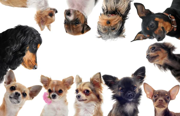 Csoport-ból kicsi kutyák — Stock Fotó