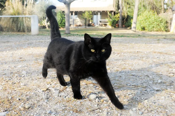 Black cat — Stock Photo, Image