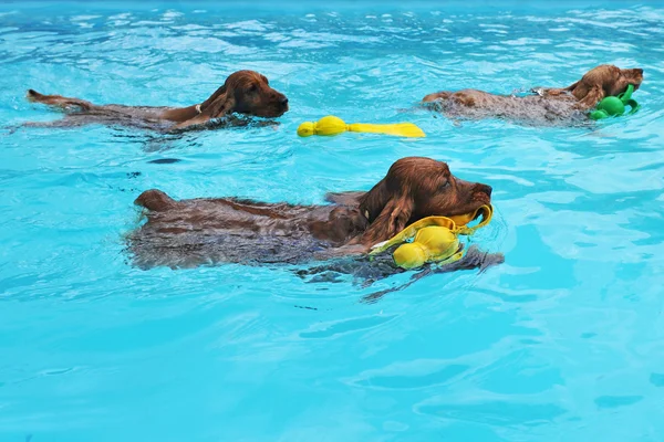 Plavání kokršpaněl — Stock fotografie