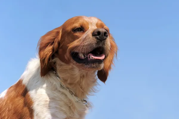 Brittany Spaniel Stock Fotok Brittany Spaniel Jogdijmentes Kepek Depositphotos