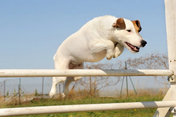Jack russel terrier in agility — Stock Photo, Image