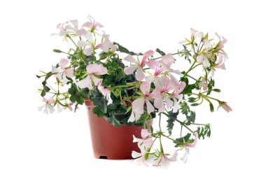 Hanging geraniums clipart