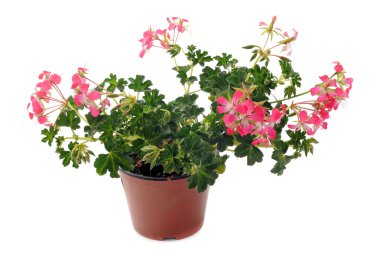 Hanging geraniums clipart