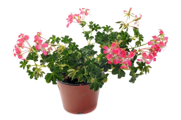 Hanging geraniums — Stock Photo, Image