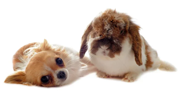 Chihuahua and Lop Rabbit — Stock Photo, Image