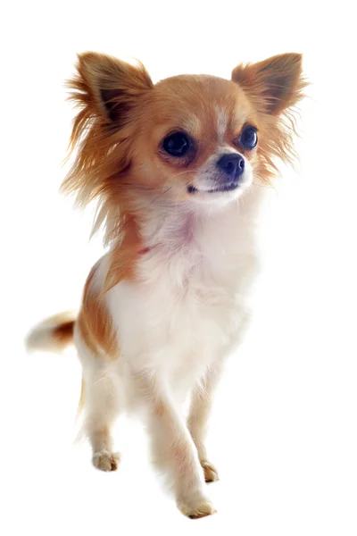 Walking chihuahua — Stock Photo, Image