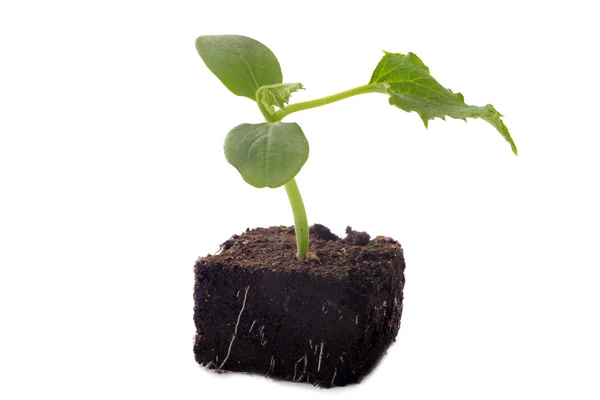 Cucumber seedling — Stock Photo, Image