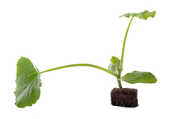 Zucchini seedling — Stock Photo, Image