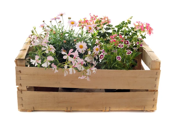 Flowers in a crate — Stock Photo, Image