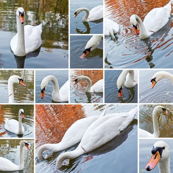 stock image Swan collage