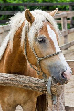 Pony horse portrait clipart