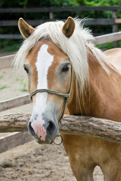 stock image Pony horse portrait