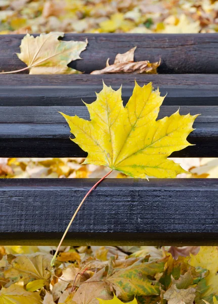 Park bench in autumn — Stock Photo, Image