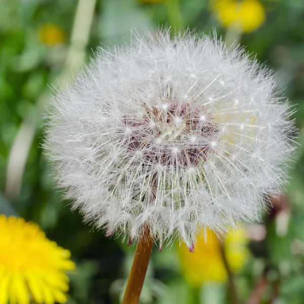 stock image Dandelion head