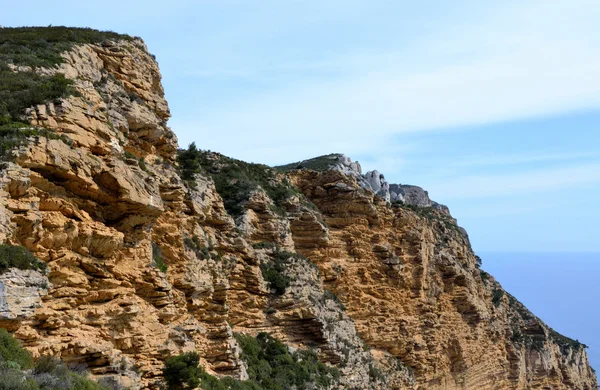 Creta groselheira-preta — Fotografia de Stock